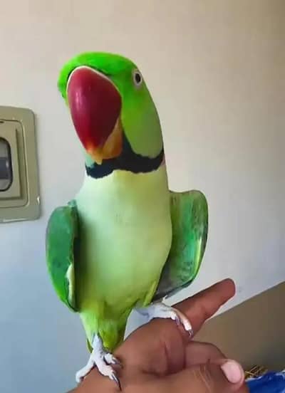Kashmiri raw parrot for sale only WhatsApp number 03486223569