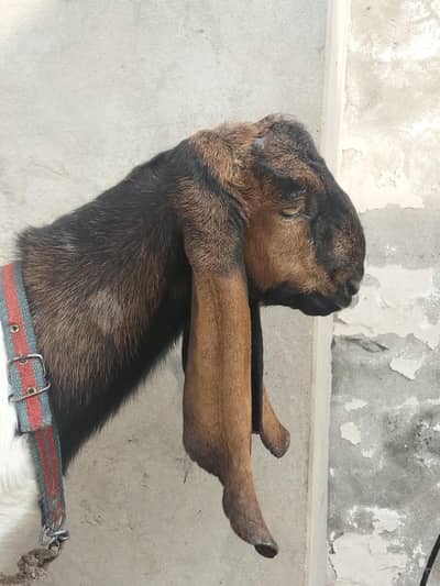 bkra 0/3/00/83/98/021