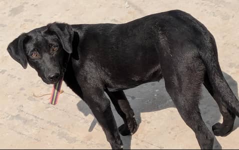 female labrador dog full black