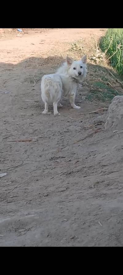 Russian female  far Sell