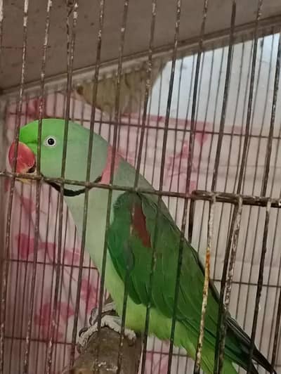 Kashmiri raw parrot for sale only WhatsApp number 03486223569