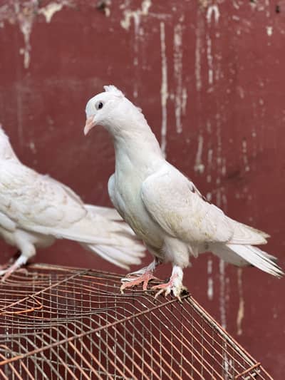 The most beautiful pigeon white frill and creambar pair American size