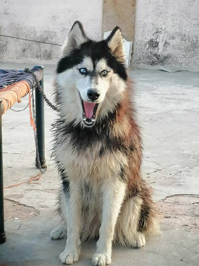 Siberian Husky Female Dog for sale | long Coat | Very Playful