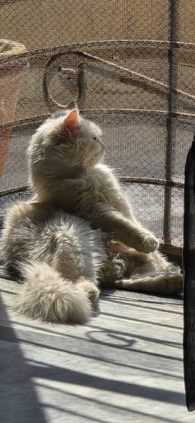 fully trained pershian cat