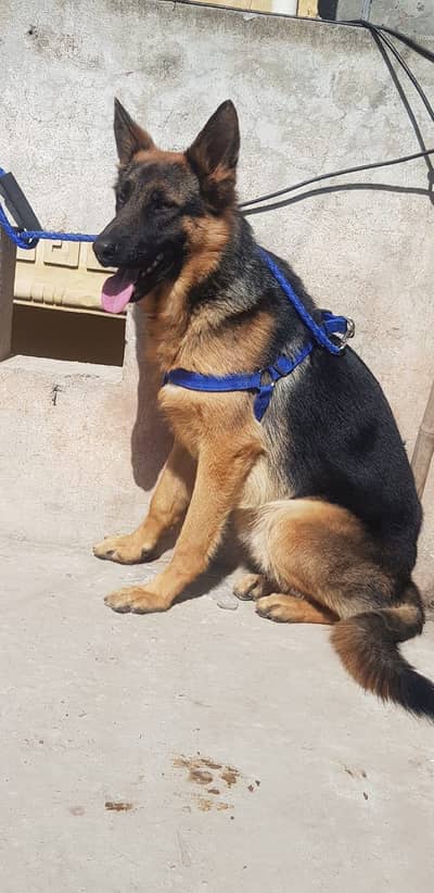 Garman pair for sale