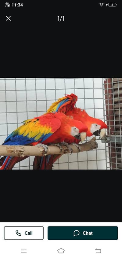 Macaw/ african gray /cocatoo / lori / ringneck / Wtp 03241858868