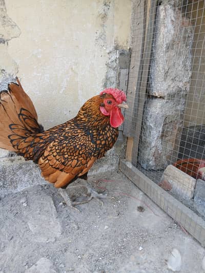 golden sebright male