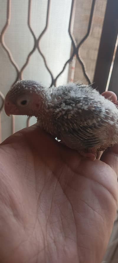 pineapple conure chick for sale fazool offer nai kren