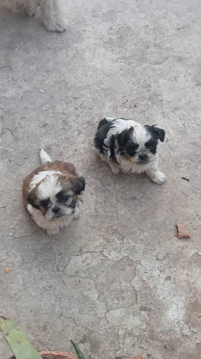 Shitzu female for sale