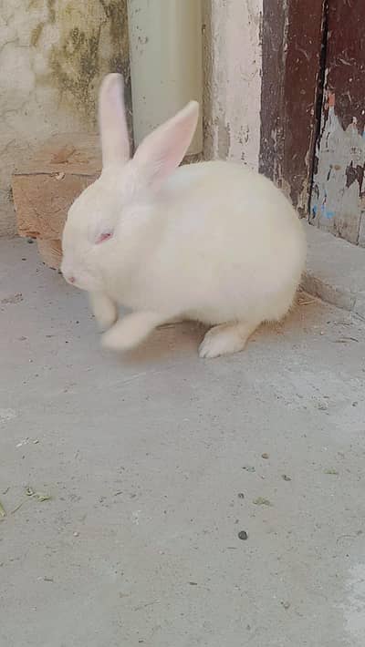 New Zealand white Rabbit female for sale  contact number 03029798991