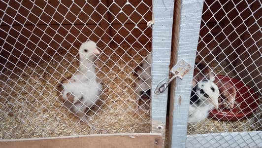 Aseel Mianwali chicks 4 total