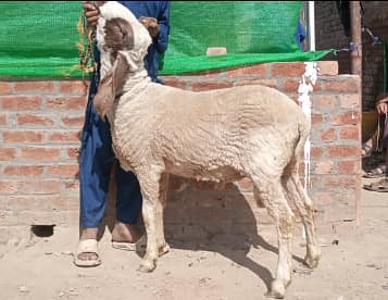 Urgant sale ghar k palay 2 bakray