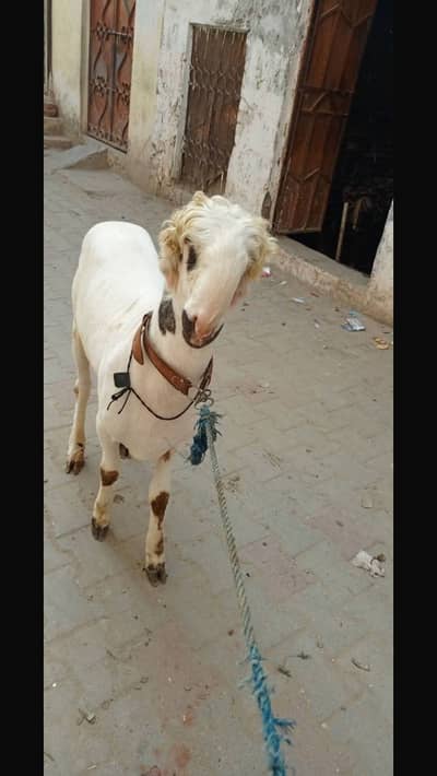 Pure Mundra /Dumba/For Sale