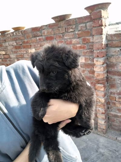 German shepherd puppies for sale.