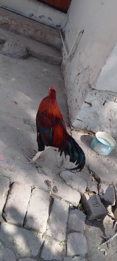 lakha Aseel Murgah for sale Whatsapp contact me 03231581923