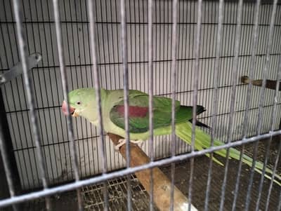 Raa Pair For Sale (03497006545)