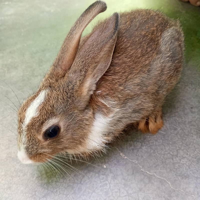 brown  rabbit  3