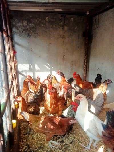 Desi Murgiyan Hor Murga.