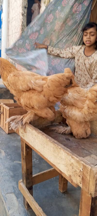 golden buff available for sell