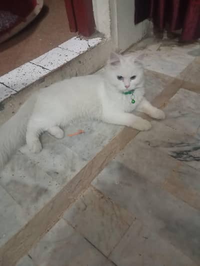 you are very beautiful cat