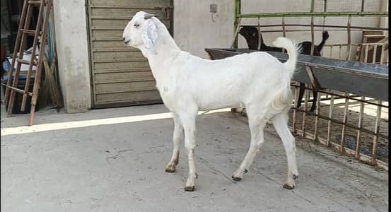 خوبصورت گھر میں پالا ہوا دیسی بکرا