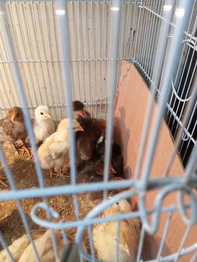Buffs chicks for sale