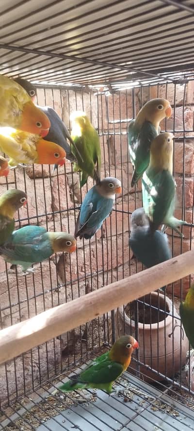 love bird pathy and breeder pair