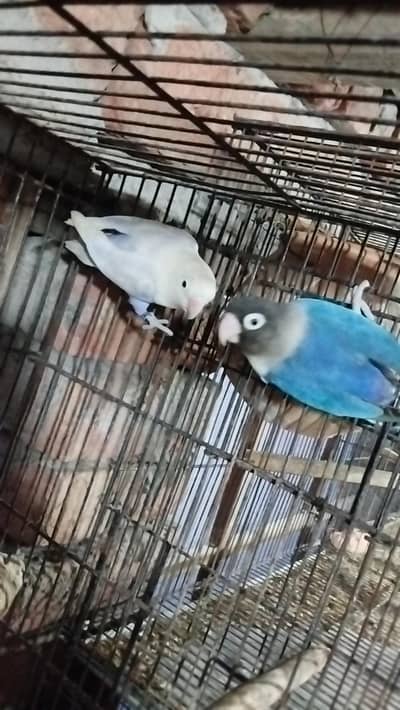 love bird pathy and breeder pair