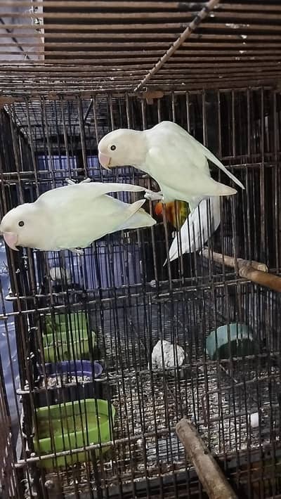 love bird pathy and breeder pair
