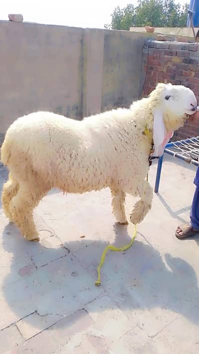 kajla chatra for sale