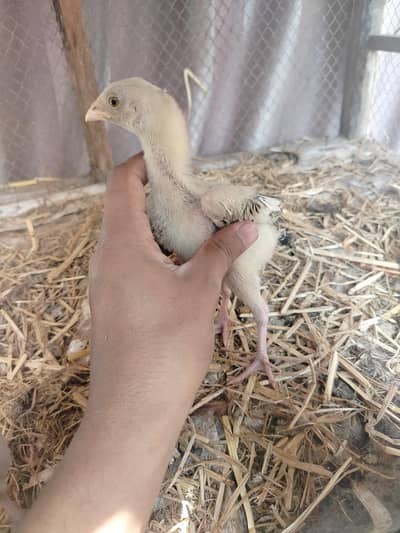 Mianwali aseel chicks / aseel chozy / aseel bachy
