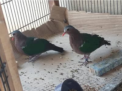 Emerald Dove /Doves For Sale /Qumri /Fakhta /All kind of Doves