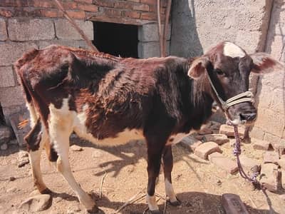 Sehatmand 7 Month Ki Cow Bachi Available