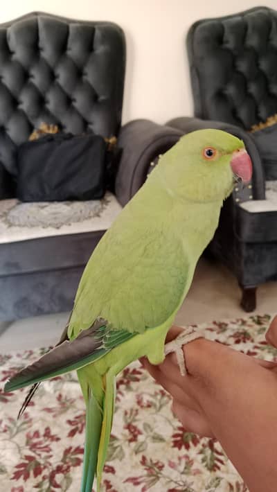 Ringneck ki female hai hand tame bohat friendly hai