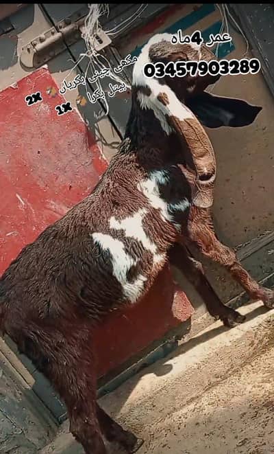 2 Makhi cheni or 1betal | Bakri k bachy 03457903289