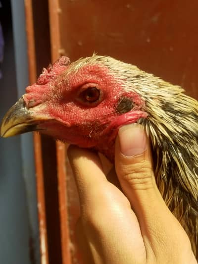 Aseel Thai Burmi male