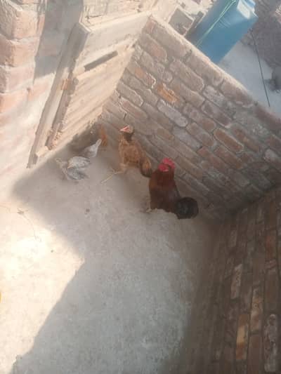 9 month aseel murge dase murga 6 bacha pair