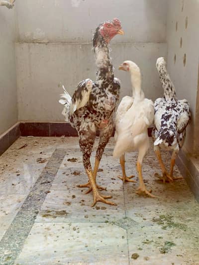 cheena  trio breeder O shamoo