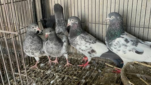 Teddy pigeons