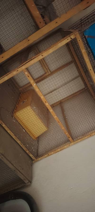 cages for hen & parrot