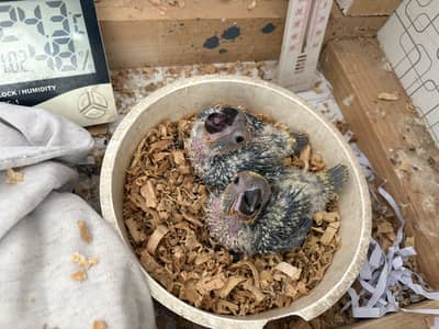 Sunconure chicks  Red factor