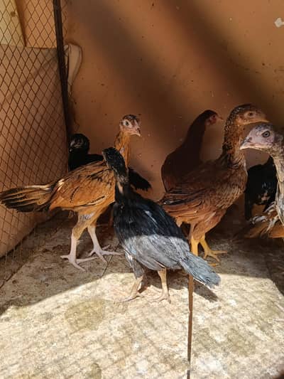 white vaitnam and lakha aseel croos