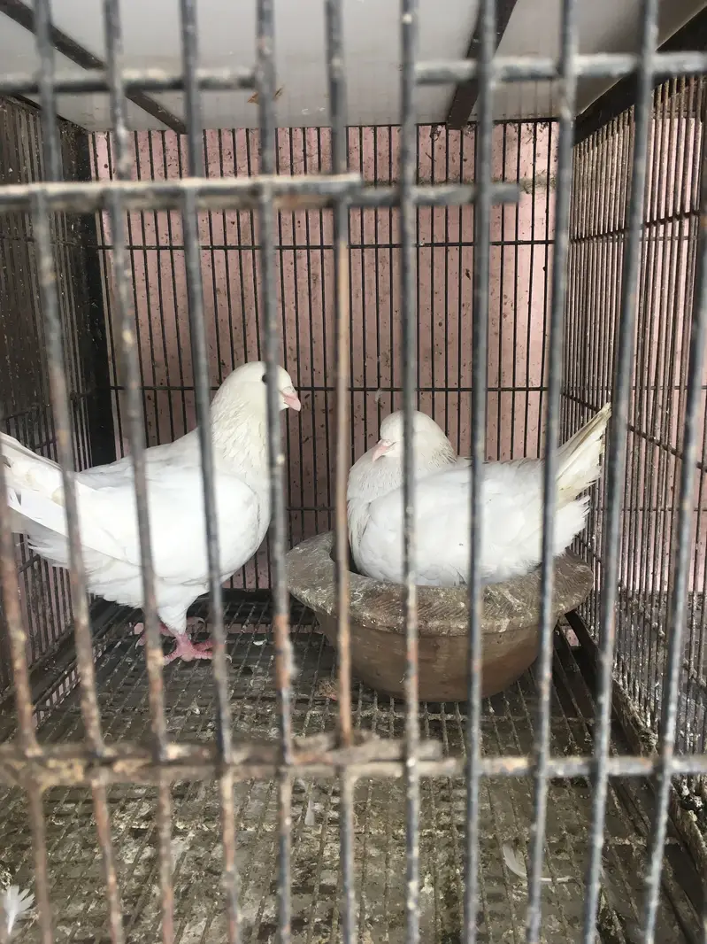 White king breeder pair