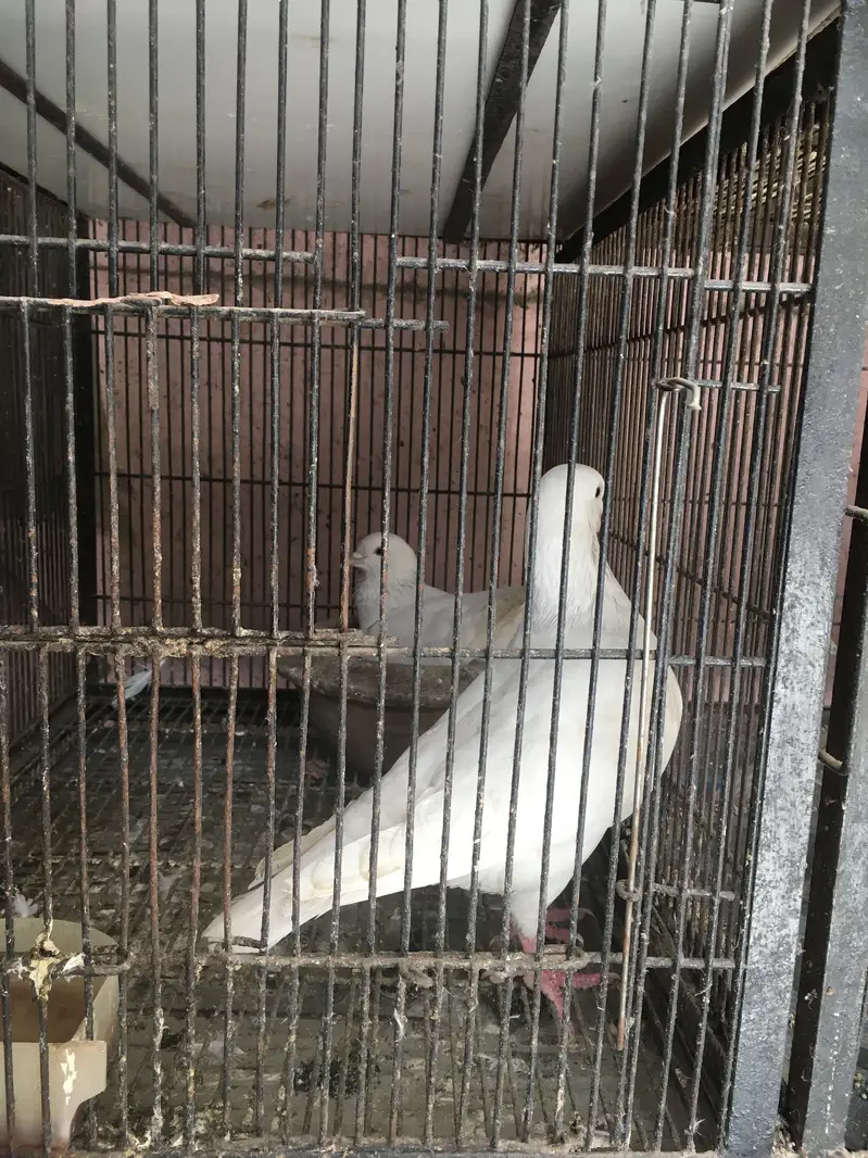 White king breeder pair — photo 2