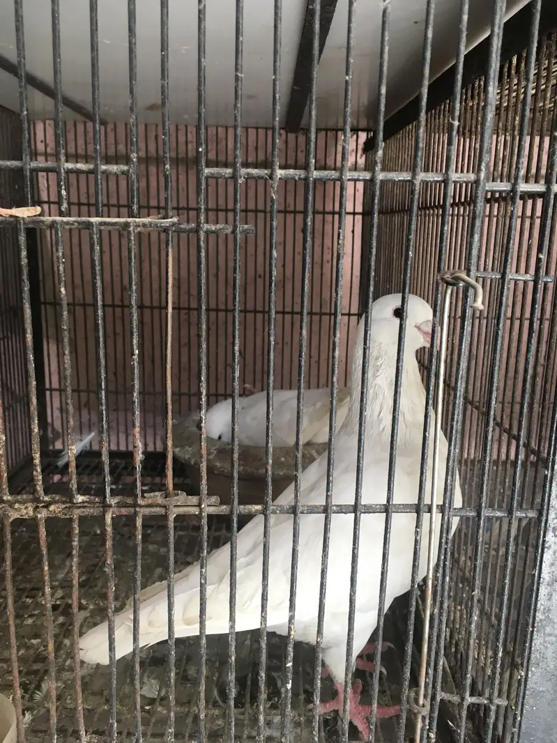 White king breeder pair — photo 3