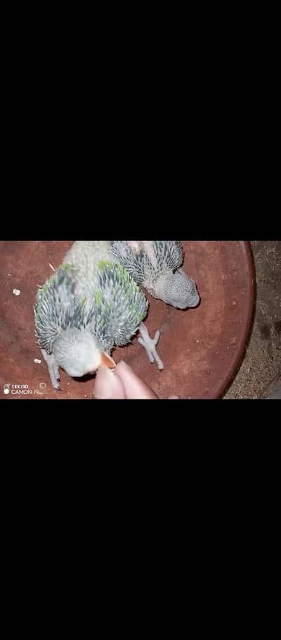 ring neck chicks for sale. o3l5l335l28