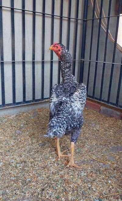 German O shamo female