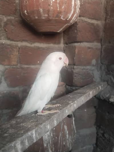 Albino Fisher female love bird parsnata