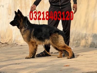 German shepherd long hair pink pedigree Male available for sale