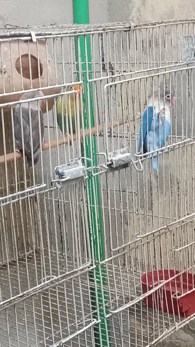 love bird&budgies australians&cocktail